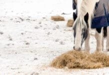 Comment réguler la température du cheval pour assurer son bien-être. Cheval qui mange du foin en hiver dans la neige