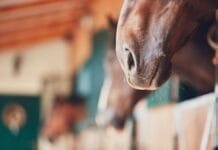 Les problèmes respiratoires chez le cheval : causes, symptômes et prévention narines cheval