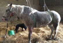 Rhinopneumonie chez le cheval : Comprendre, prévenir et agir efficacement Cheval atteint de rhinopneumonie de forme nerveuse. Ne pouvant se tenir seul debout, le cheval est suspendu.