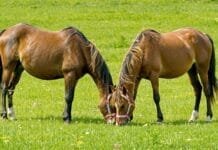 Le bien-être et la santé du cheval, notre priorité 2 chevaux en train de brouter dans un pré verdoyant montrant des signes de bien-être